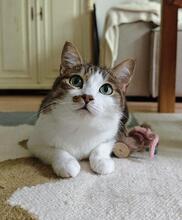 ALEX, Katze, Europäisch Kurzhaar in Herne