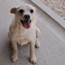 FERRERA, Hund, Mischlingshund in Ungarn