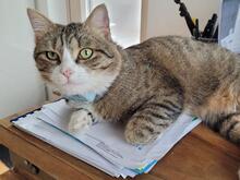 TONY, Katze, Europäisch Kurzhaar in Baldham