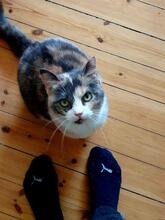 ROMINA, Katze, Europäisch Kurzhaar in Kiel