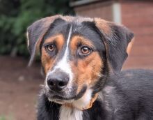 BILBO, Hund, Appenzeller-Mischling in Gefrees