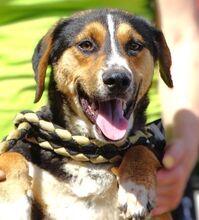 BILBO, Hund, Mischlingshund in Rumänien