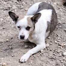 MONTANA, Hund, Mischlingshund in Ungarn