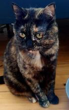 FRANCY, Katze, Europäisch Kurzhaar in Kiel