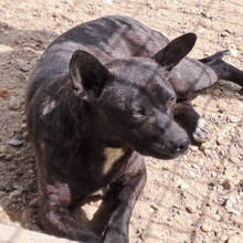 ZAFIRA, Hund, Mischlingshund in Ungarn