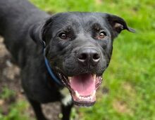JOHNNY, Hund, Labrador-Cane Corso-Mix in Gefrees