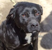 JOHNNY, Hund, Labrador-Mischling in Rumänien