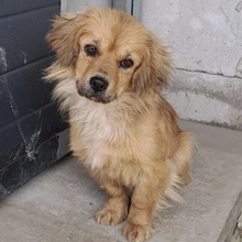 SZUFLE, Hund, Mischlingshund in Ungarn