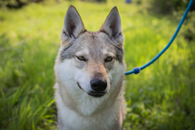 LALA, Hund, Tschechoslowakischer Wolfshund-Mix in Kroatien