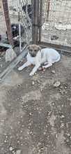 DANA, Hund, Mischlingshund in Bulgarien