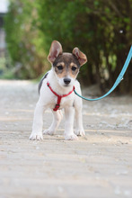 VONNY, Hund, Mischlingshund in Ungarn