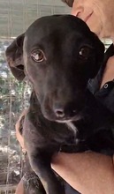 BIBI, Hund, Dackel-Mix in Italien