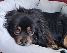 PADDY, Hund, Mischlingshund in Kiel