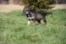 THORSTEN, Hund, Mischlingshund in Ungarn