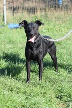 PANDORA, Hund, Mischlingshund in Ungarn
