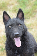 OLIVER, Hund, Mischlingshund in Ungarn