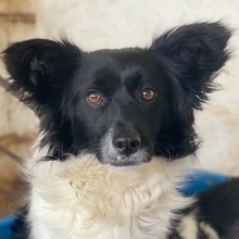 AERIS, Hund, Mischlingshund in Griechenland