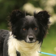 AERIS, Hund, Mischlingshund in Hannover