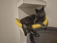 SOPHIE, Katze, Europäisch Kurzhaar-Mix in Seukendorf
