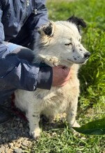 URSEL, Hund, Mischlingshund in Rumänien