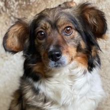 LAIKA, Hund, Mischlingshund in Griechenland