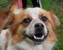 LOTHAR, Hund, Mischlingshund in Hamminkeln