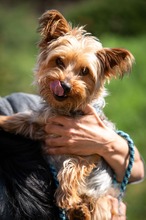 PRESCOTT, Hund, Yorkshire Terrier in Marsberg