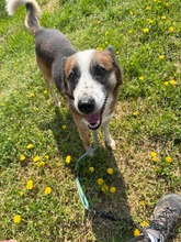 BORIL, Hund, Mischlingshund in Bulgarien
