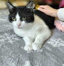BENI, Katze, Europäisch Kurzhaar in Bulgarien