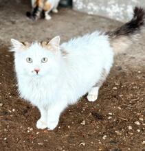 LEO, Katze, Europäische Langhaarkatze in Miesbach