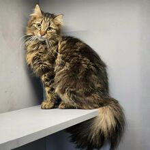 BELINDA, Katze, Langhaar-Mix in Bulgarien