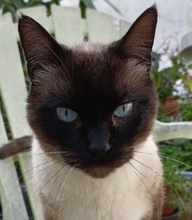 ROGER, Katze, Siamkatze in Spanien