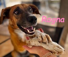 RAGNA, Hund, Mischlingshund in Spanien