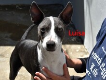 LUISA, Hund, Mischlingshund in Spanien