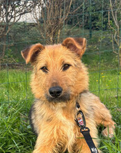 FIDO, Hund, Mischlingshund in Bannewitz