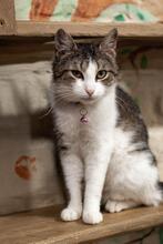 MARCITA, Katze, Europäisch Kurzhaar in Ukraine