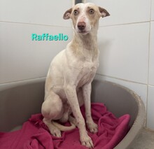 RAFFAELLO, Hund, Podenco in Spanien