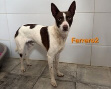 FERRERO2, Hund, Podenco in Spanien