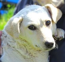 BELLA, Hund, Mischlingshund in Gefrees