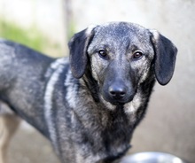 FENCHEL, Hund, Mischlingshund in Rumänien