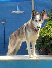 ARYA, Hund, Huskey-Mix in Spanien