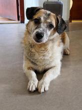 ENNIO, Hund, Mischlingshund in Halle