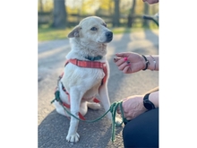 SANNY, Hund, Mischlingshund in Schwanewede