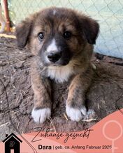 DARA, Hund, Mischlingshund in Bulgarien