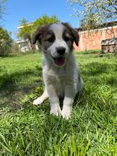 VELA, Hund, Mischlingshund in Bulgarien