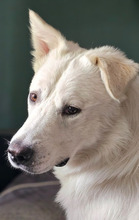 JUNIOR, Hund, Mischlingshund in Borken
