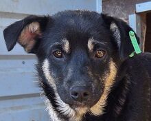 PICO, Hund, Mischlingshund in Troisdorf