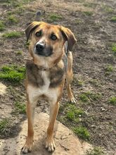 NERO, Hund, Mischlingshund in Krostitz