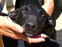 GUAPA, Hund, Galgo Español in Spanien