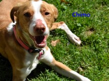 CHIMO, Hund, Mischlingshund in Spanien